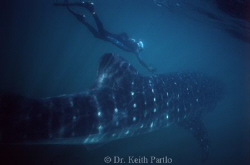 Whale shark Holbox Yucatan  Mexico snorkelling 30 miles o... by Keith Partlo 
